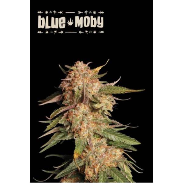 Seedstockers - Superior Auto Blue Moby - 5 auto