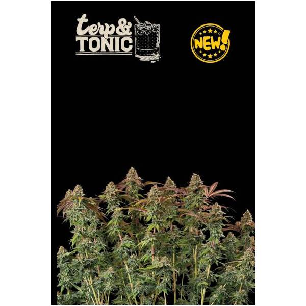 Seedstockers - Superior Auto Terp & Tonic - 3 auto