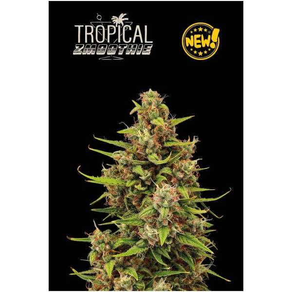 Seedstockers - Superior Auto Tropical Zmoothie - 3 auto