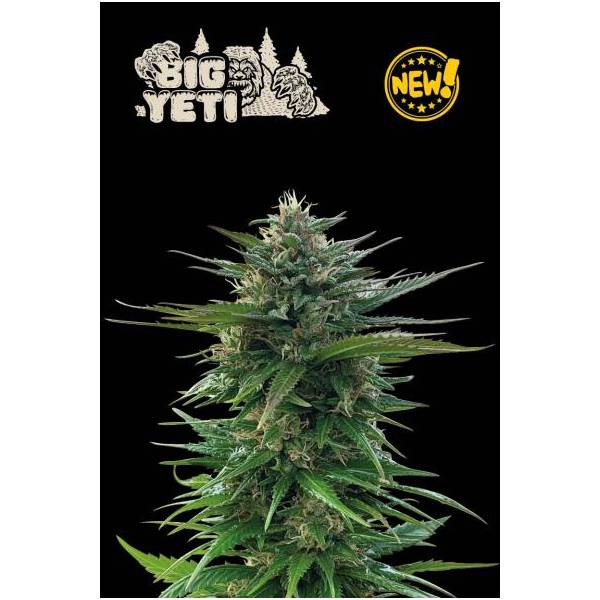 Seedstockers - Superior Big Yeti (Outdoor) - 3 fem
