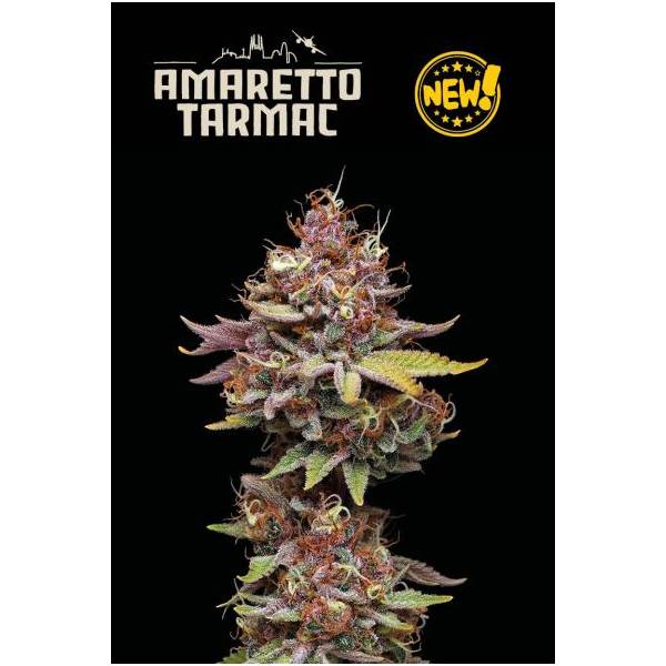 Seedstockers - Superior Amaretto Tarmac - 1 fem