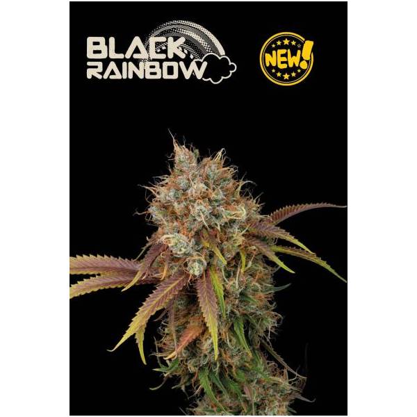 Seedstockers - Superior Black Rainbow - 1 fem