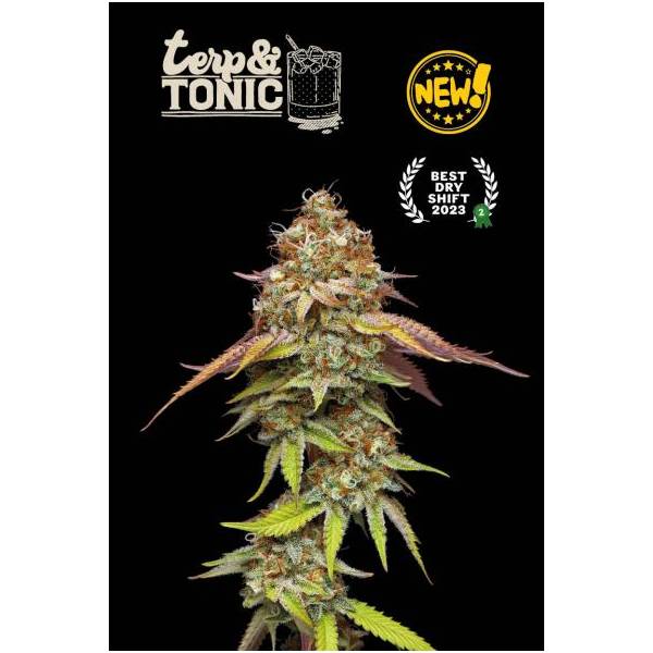 Seedstockers - Superior Terp & Tonic - 5 fem