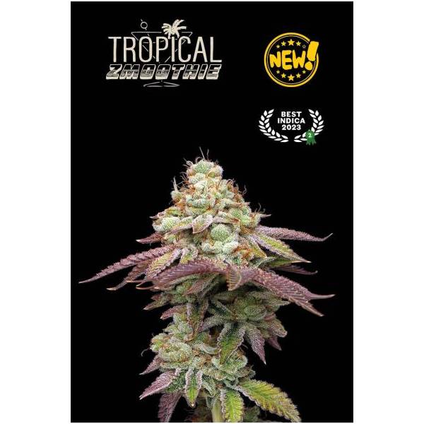 Seedstockers - Superior Tropical Zmoothie - 3 fem