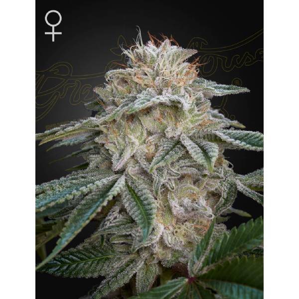 Green House - Super Lemon Haze x GMO - 3 Fem