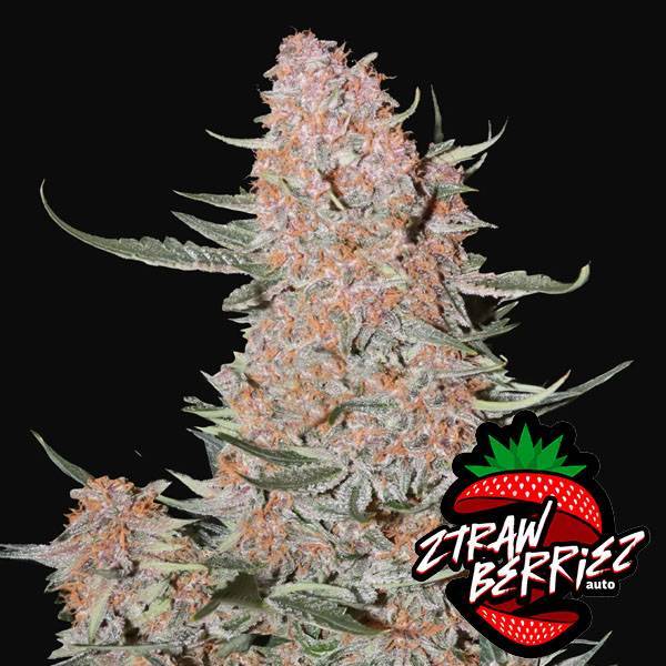 Fast Buds - Ztrawberriez auto 100