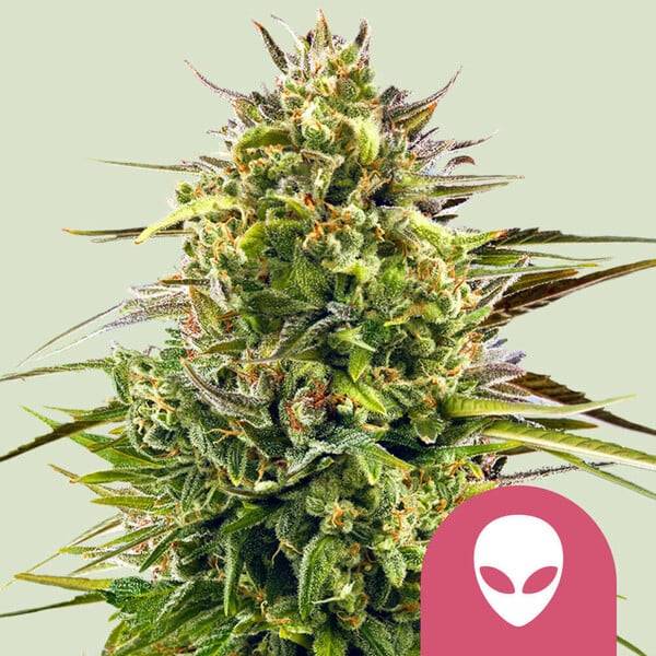 Royal Queen Seeds - Alien OG - 1 fem