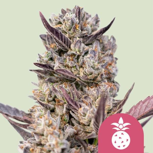 Royal Queen Seeds - Tropicanna Cookies Purple - 3 fem