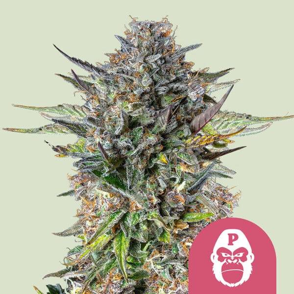 Royal Queen Seeds - Pink Gorilla - 3 fem