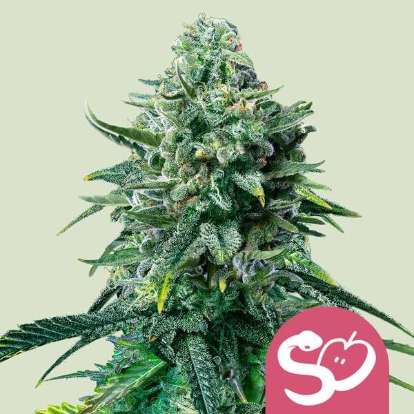 Royal Queen Seeds - Forbidden Fruit - 3 fem