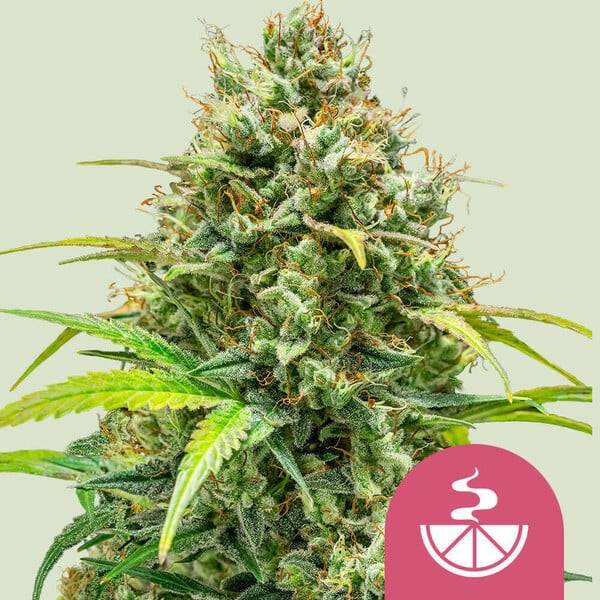 Royal Queen Seeds - Lemon Skun - 5 fem