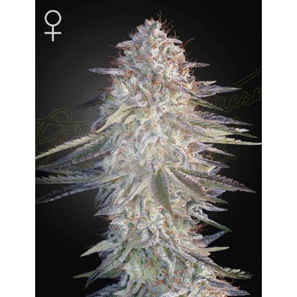 Green House Seeds - Super Lemon Haze x Pink Candy - 3 fem