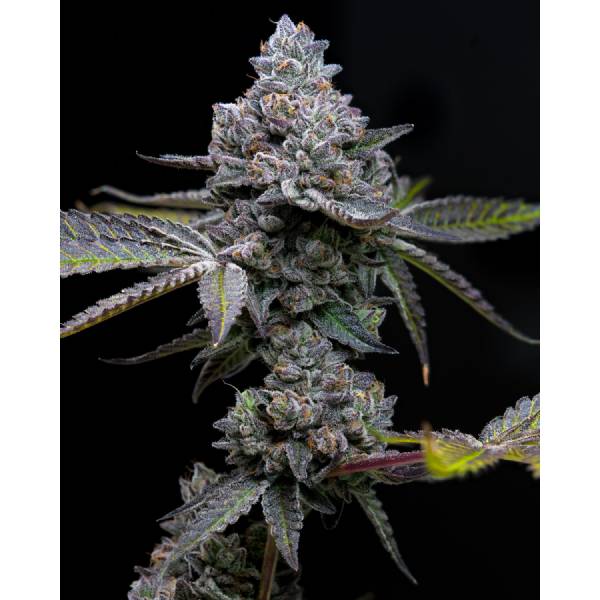 Barney's Farm - Apple Fritter - 5 fem