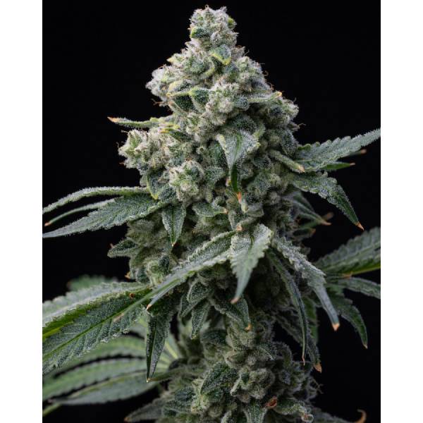 Barney's Farm - Bruce Banner - 5 fem