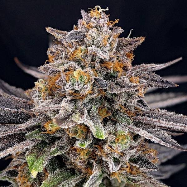 Ripper Seeds - CandyGaz - 1 Fem