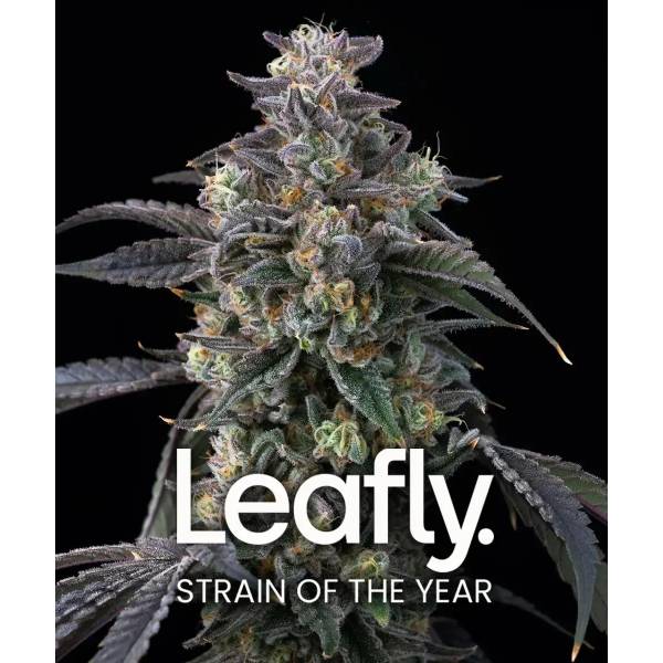 Barney's Farm - Super Boof - 5 fem