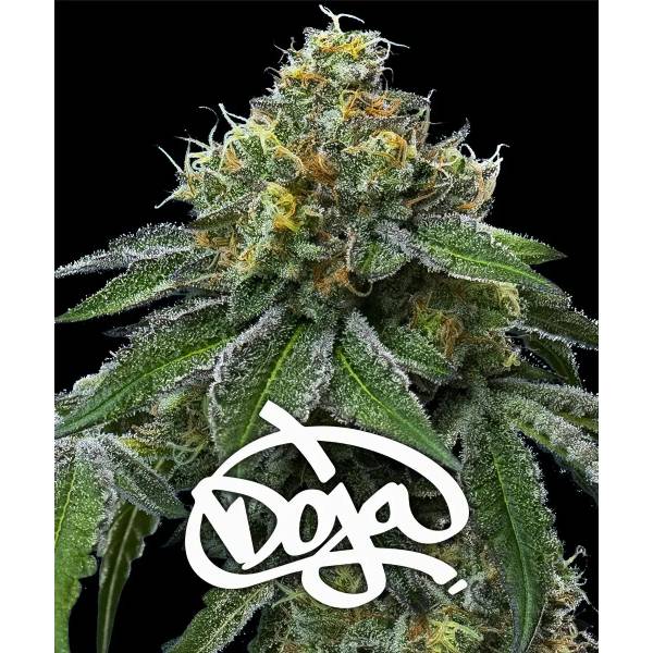 Barney's Farm - RS11 x Banana OG - 5 fem