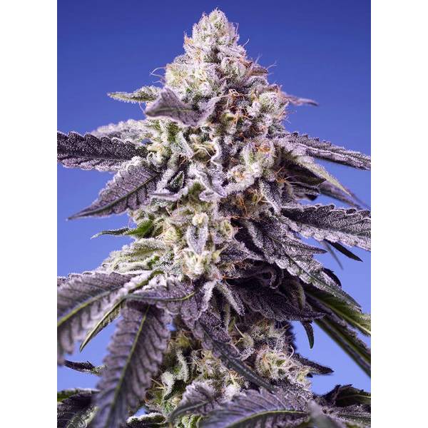 Sweet Seeds - Permanent Jealousy XL Auto 5+2