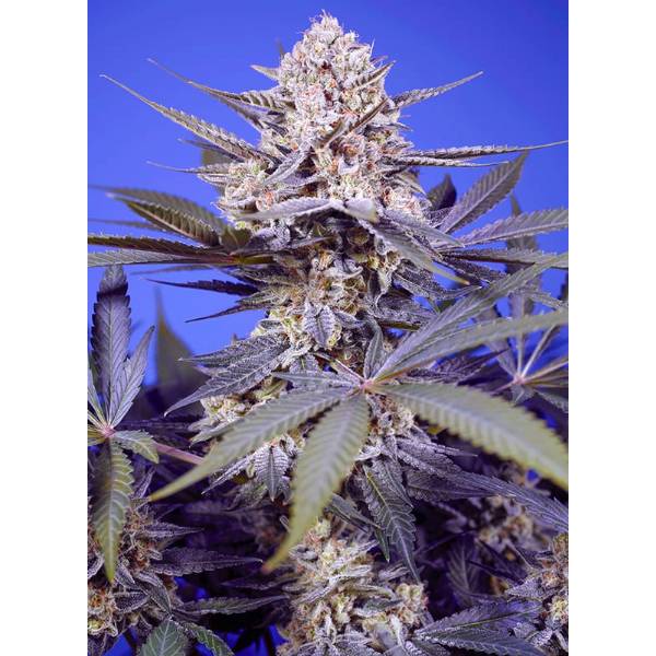 Sweey Seeds - Pineapple Slush XL Auto 25