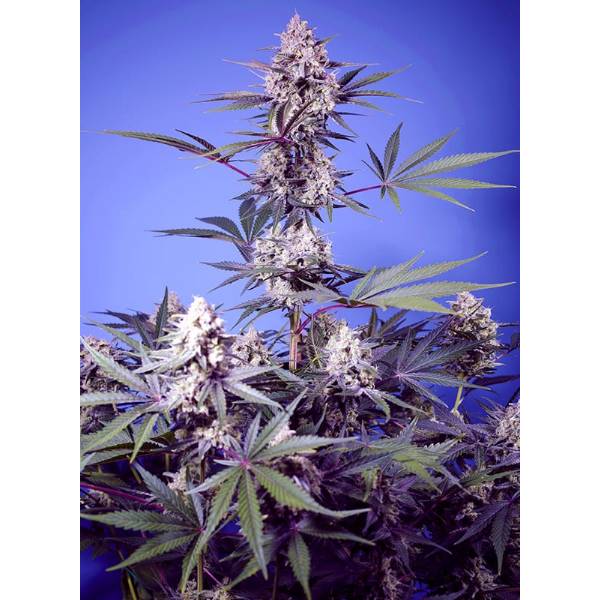 Sweet Seeds - Mental Rainbow F1 Fast Version 3+1