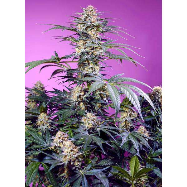 Sweet Seeds - Monster Maker fem 3+1