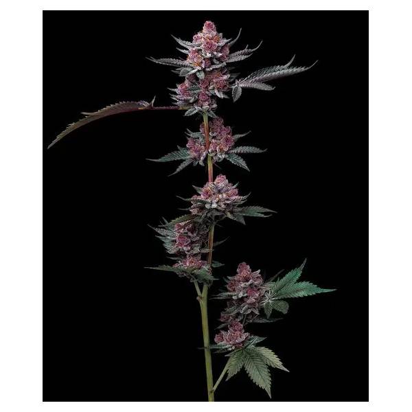 Barney's Farm - Cherry Poppers fem 5