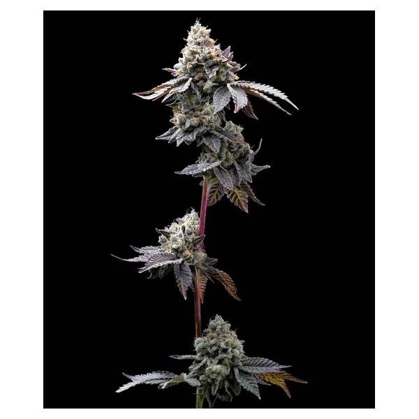 Barney's Farm - GMO Cookies fem 5