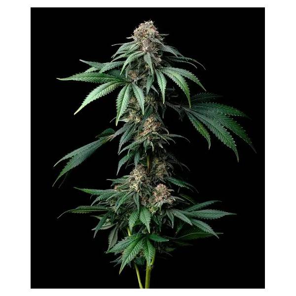 Barney's Farm - Mendo Breath fem 3