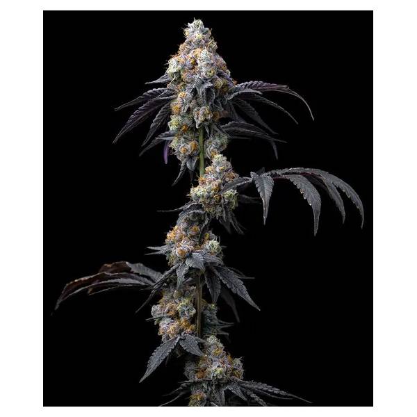 Barney's Farm - Rainbow Sherbet fem 3