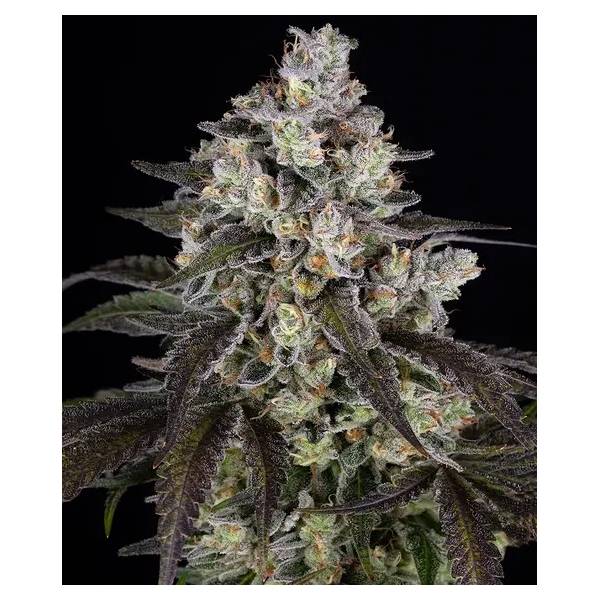 Barney's Farm - Trainwreck fem 5