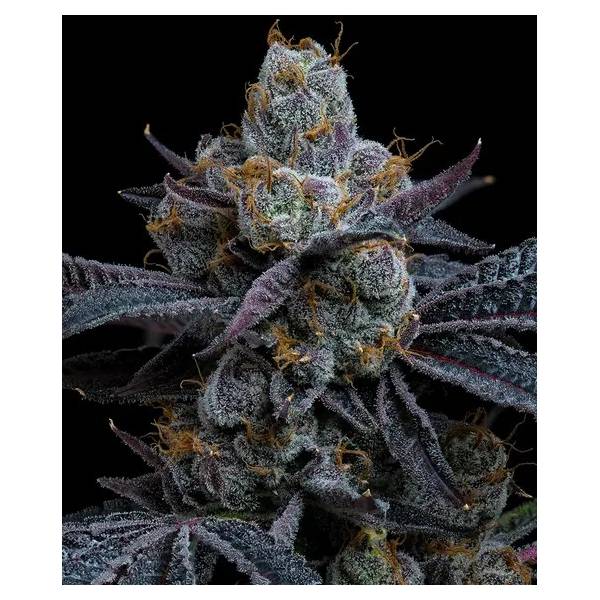 Barney's Farm - White Runtz fem 5