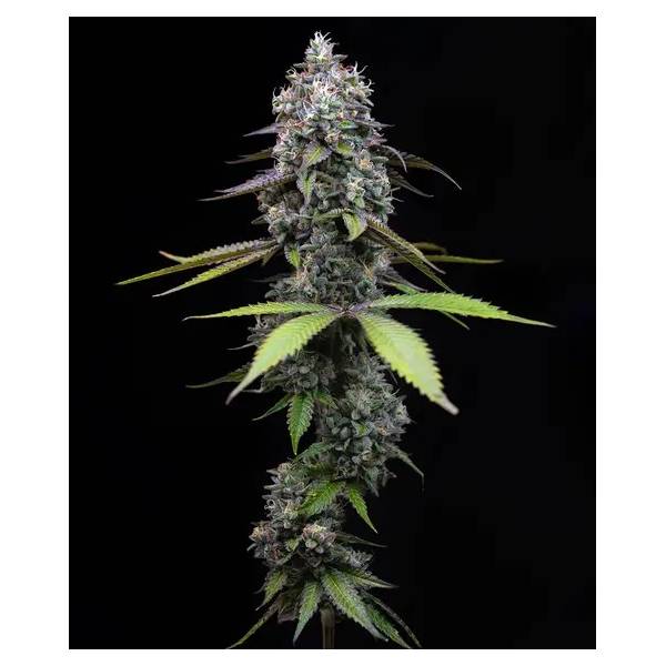 Barney's Farm - Zoap fem 5