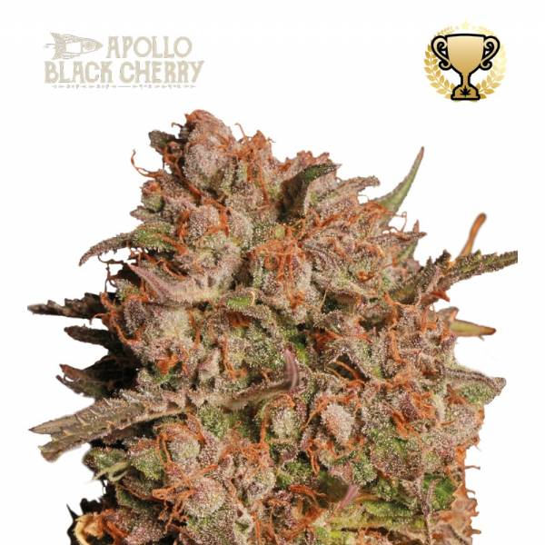 Seedstockers - Apollo Black Cherry auto 3+2