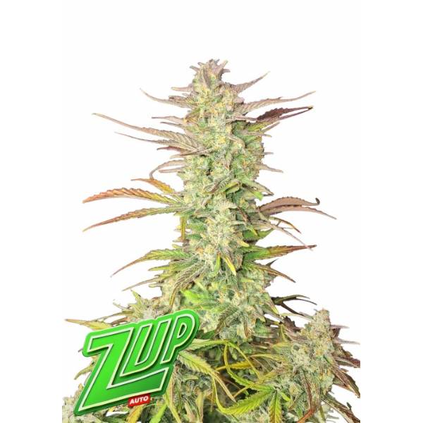 Fast Buds - Z-Up Auto 1