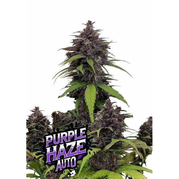Fast Buds - Purple Haze Auto 1