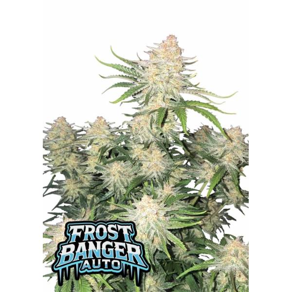 Fast Buds - Frostbanger Auto 3