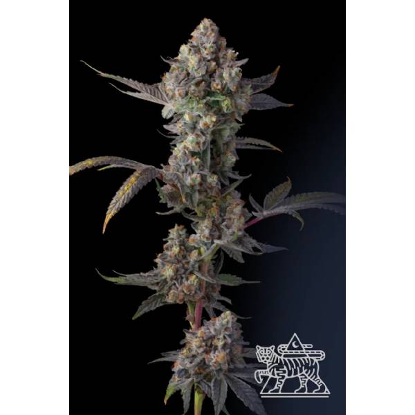 Compound Genetics - Jet Puft - 5 fem