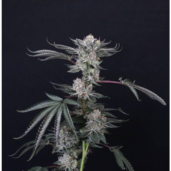 Compound Genetics - Luxar-Dos - 5 fem