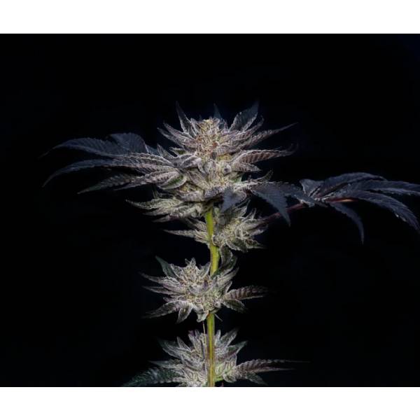 Compound Genetics - Slipstream - 5 fem