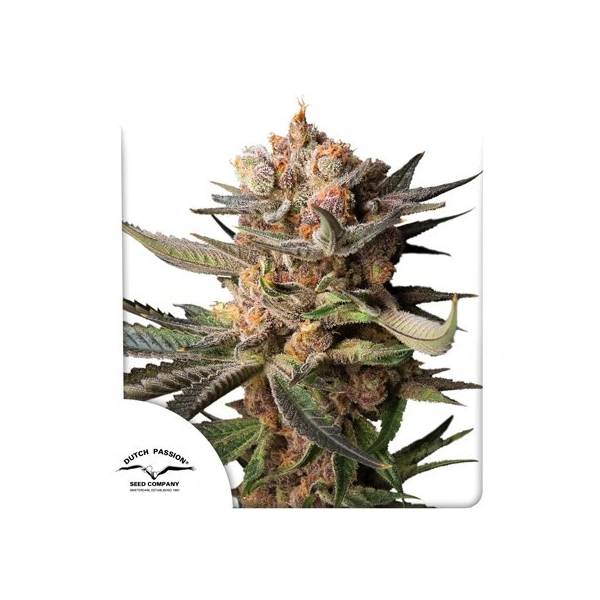 Dutch Passion - Auto Frozen Biscotti - 3 auto