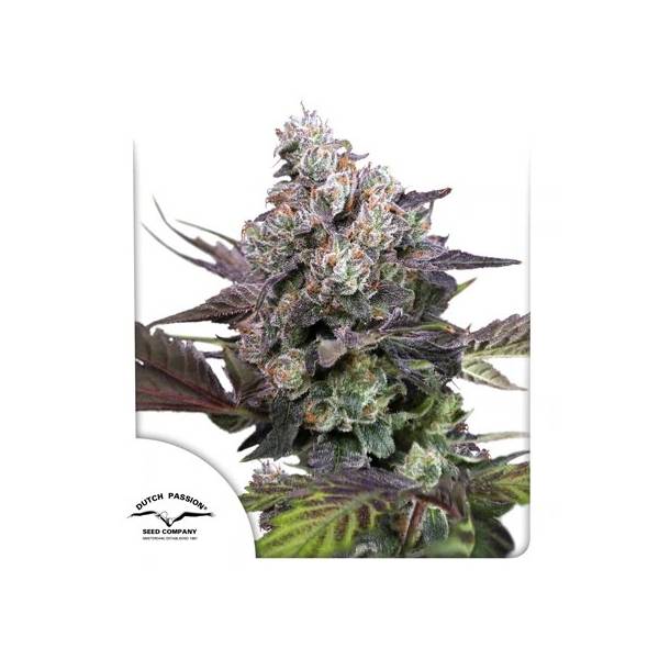 Dutch Passion - Candy Bubatz XL - 5 fem