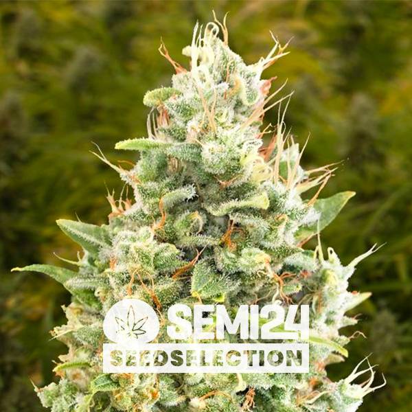 Semi24 Seedselection - Gorilla Zkittlez Auto - 5+2 auto