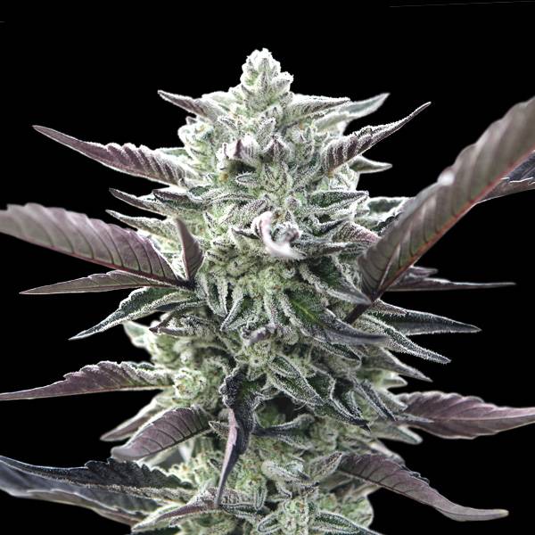 00 Seeds - Oreoz - 3 fem
