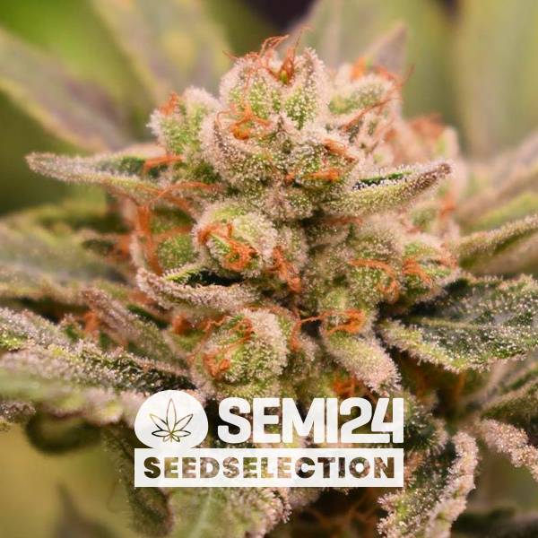 Semi24 Seedselection - Papaya - 3+1 Fem